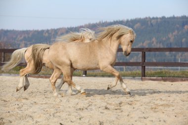 İki şaşırtıcı birlikte oynayan midilli aygır Galce