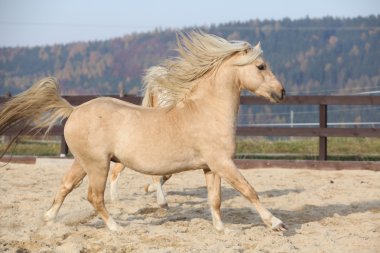 Amazaing palomino Galce midilli çalıştıran cob türü