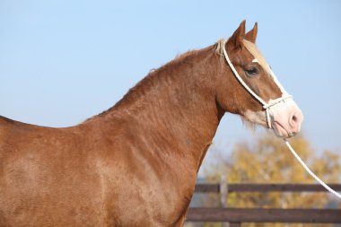 Güzel Galce cob mare yular ile