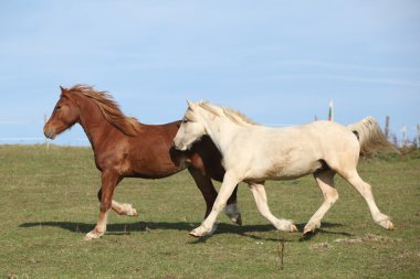 Otlak üzerinde birlikte çalışan iki genç ponnies