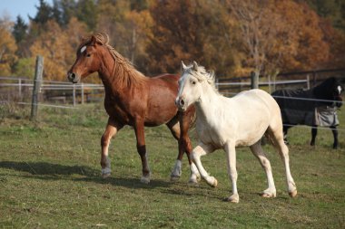 Otlak üzerinde birlikte çalışan iki genç ponnies