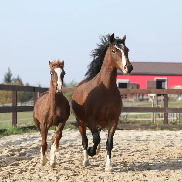 Amazing mare with beautiful foal running — Stock Photo, Image