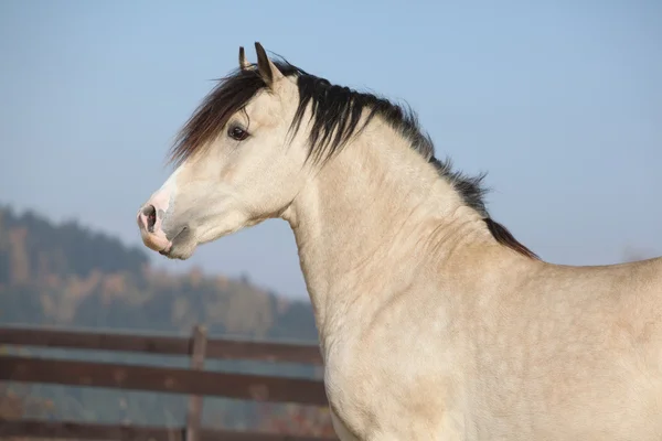 Increíble palomino galés mazorca semental con pelo negro —  Fotos de Stock