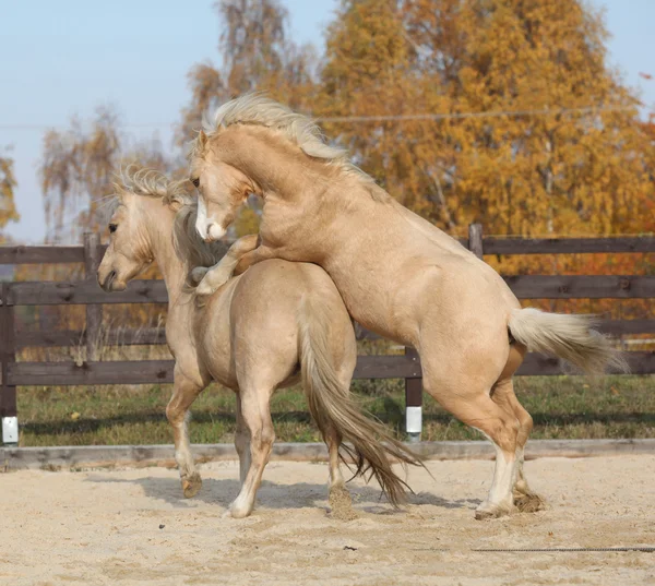 Two amazing stallions playing together — Stock Photo, Image