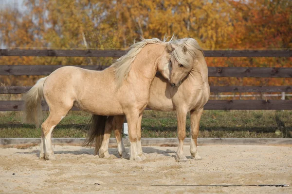 Two gorgeous welsh pony stallions playing together — Stock Photo, Image