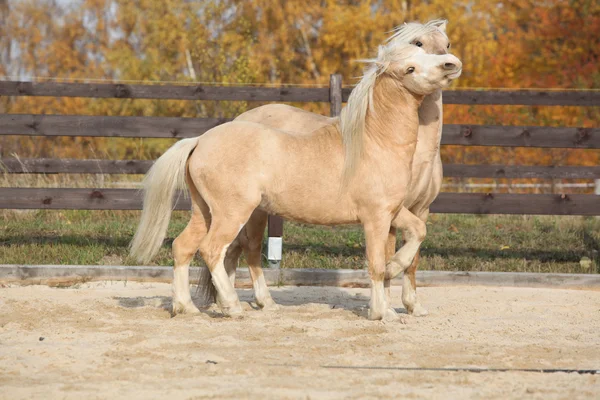 Two amazing stallions playing together — Stock Photo, Image