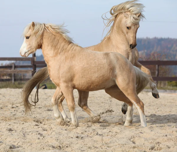 Twee geweldige hengsten samenspelen — Stockfoto