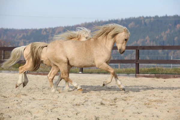 Twee geweldige welsh pony hengsten samenspelen — Stockfoto