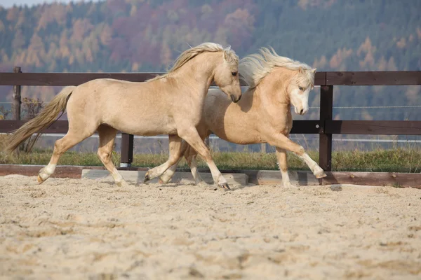 Due incredibili stalloni che giocano insieme — Foto Stock