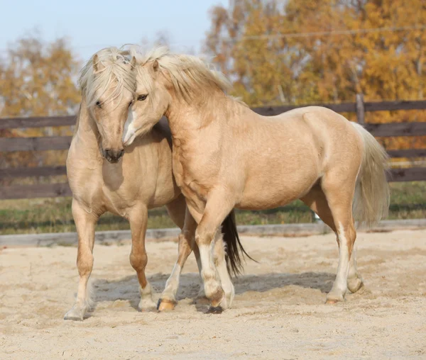 Two amazing stallions playing together — Stock Photo, Image