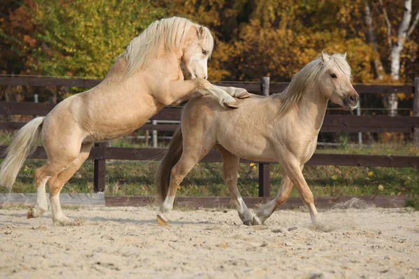 Two amazing stallions playing together — Stock Photo, Image