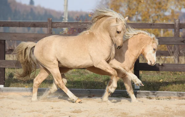 2 つの驚くべきウェールズの一緒に遊ぶポニー種牡馬 — ストック写真