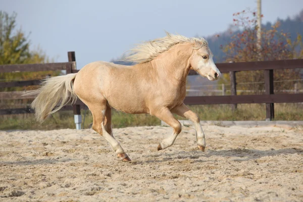 Amazaing palomino welsh mountain pony running — Stock Photo, Image