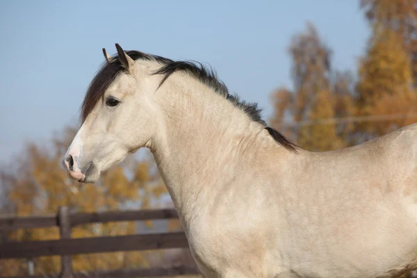 Niesamowite palomino-walijski kaczan ogier z czarnymi włosami — Zdjęcie stockowe