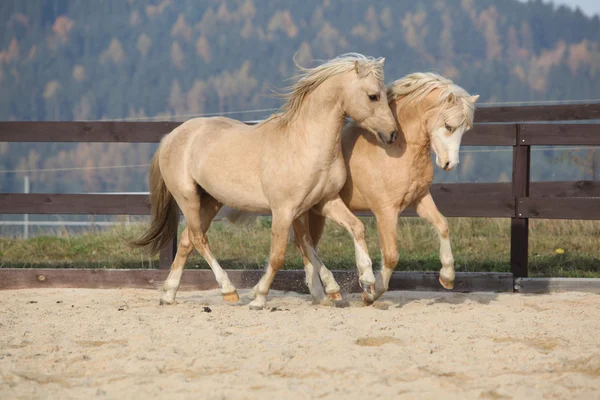 Zwei erstaunliche Hengste spielen zusammen — Stockfoto