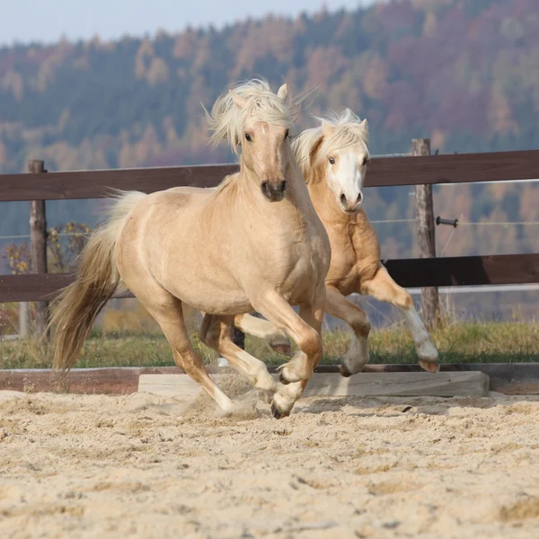 Two amazing stallions playing together — Stock Photo, Image