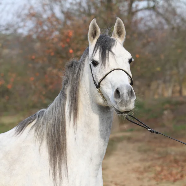 Increíble caballo árabe con halter show —  Fotos de Stock