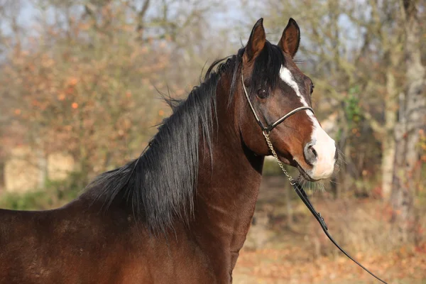 Hermoso caballo árabe marrón con halter show — Foto de Stock