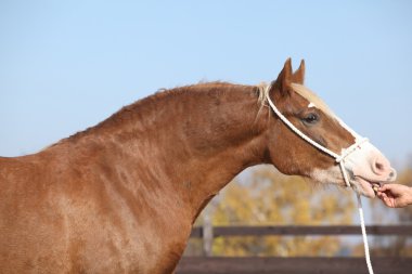 Güzel Galce cob mare yular ile