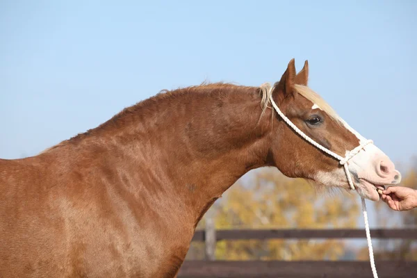 Překrásné welsh cob klisna s ohlávka — Stock fotografie