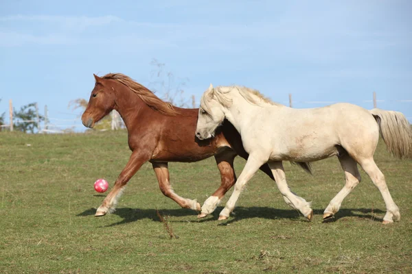 Zwei junge Ponys laufen gemeinsam auf Weide — Stockfoto