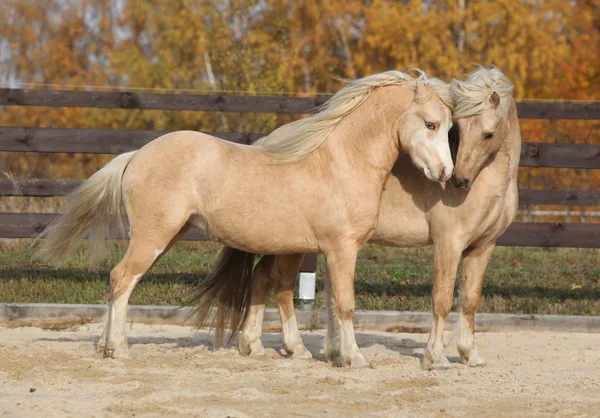 Two gorgeous welsh pony stallions playing together — Stock Photo, Image