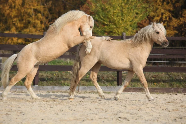 一緒に遊ぶ 2 つの驚くべき種牡馬 — ストック写真