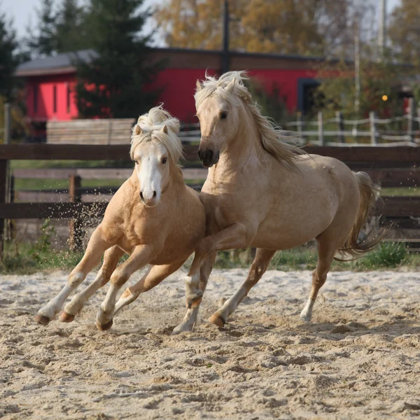 一緒に遊ぶ 2 つの驚くべき種牡馬 — ストック写真