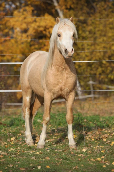 秋に驚くべきウェールズの山ポニー種牡馬 — ストック写真