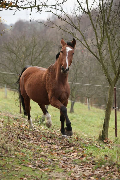 Vackra kastanj häst körs i höst — Stockfoto