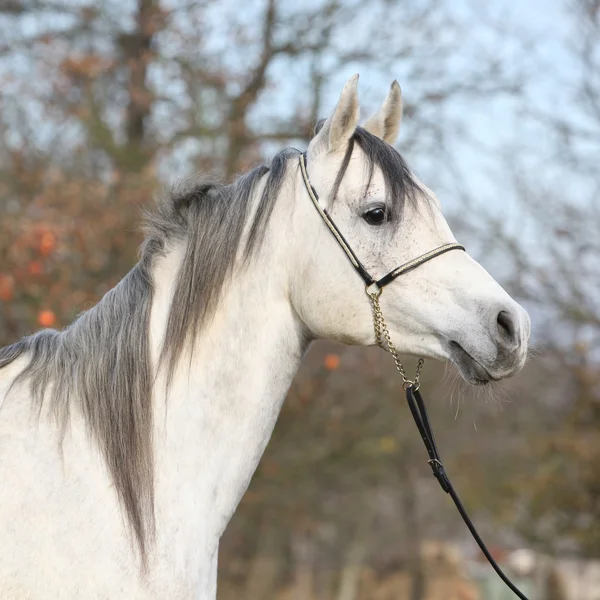 Geweldige Arabische paard met Toon halster — Stockfoto