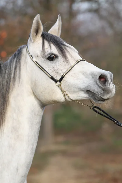 Incrível cavalo árabe com show halter — Fotografia de Stock