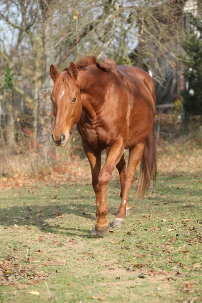 Beautiful chestnut thoroughbred running in autumn — Stock Photo, Image