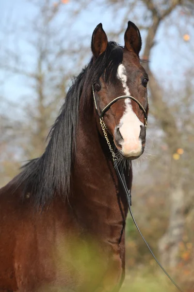 Belo cavalo árabe marrom com show halter — Fotografia de Stock