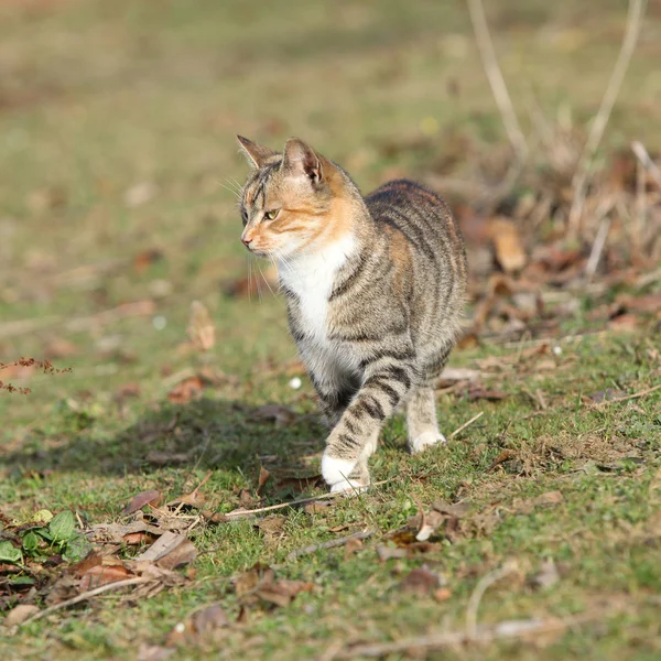 Bahçede hareket şaşırtıcı tricolour kedi — Stok fotoğraf