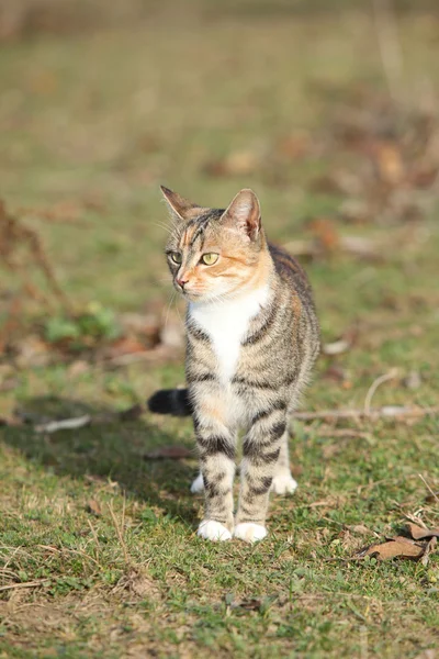 Sana bakmak inanılmaz tricolour kedi — Stok fotoğraf