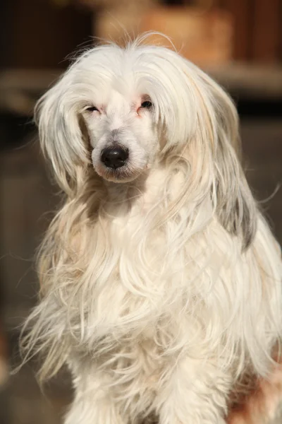 Beautiful white chinese crested dog — Stock Photo, Image