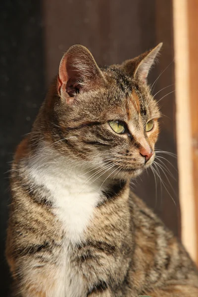 Amazing tricolour cat looking at you — Stock Photo, Image