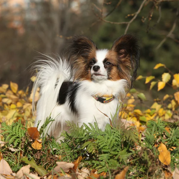 Prachtpapillon im Herbst — Stockfoto