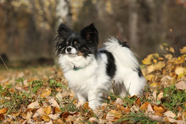 Gorgeous papillon in autumn — Stock Photo, Image