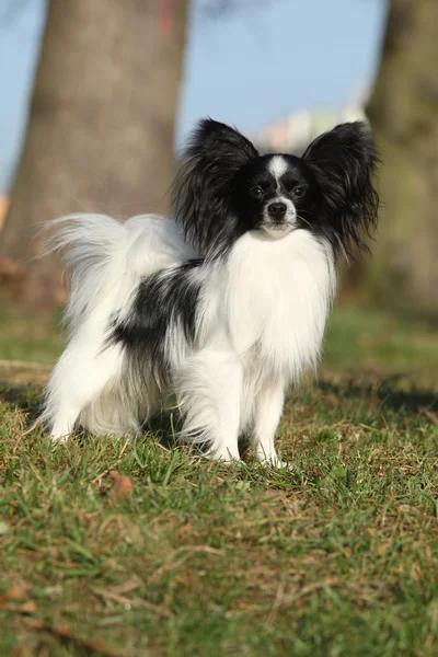 Gorgeous papillon in autumn — Stock Photo, Image