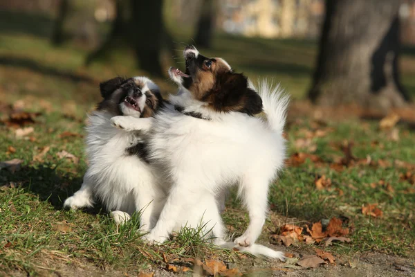 Entzückende Papillon-Welpen beim gemeinsamen Spielen — Stockfoto