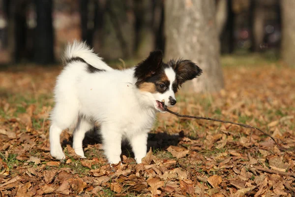 Adorable papillon puppy playing with a stick — Stock Photo, Image