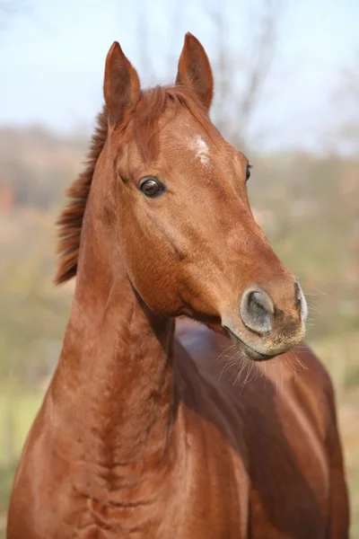 Красивая каштановая лошадь смотрит на тебя. — стоковое фото