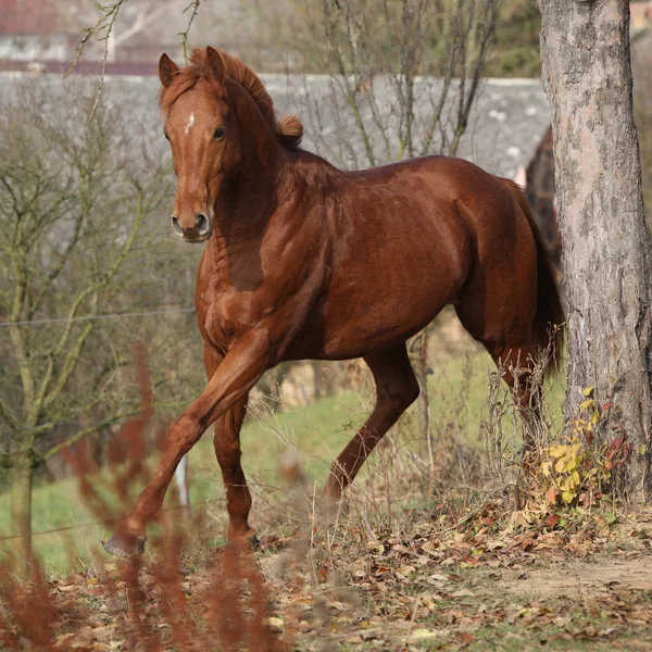 Hermosa castaña pura sangre corriendo en otoño — Foto de Stock