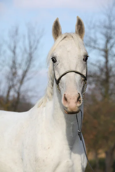 Mooie witte paard op weidegronden — Stockfoto