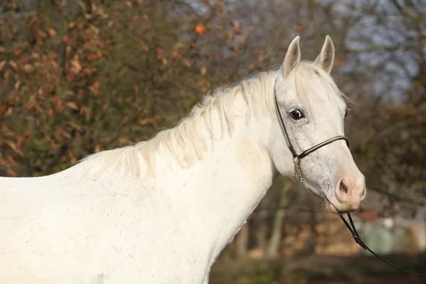 Hermoso caballo blanco en el pastizal — Foto de Stock