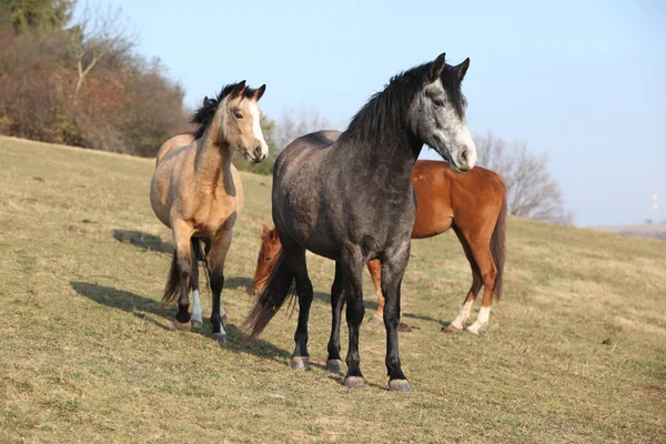 Lote de cavalos em pastagem de outono — Fotografia de Stock