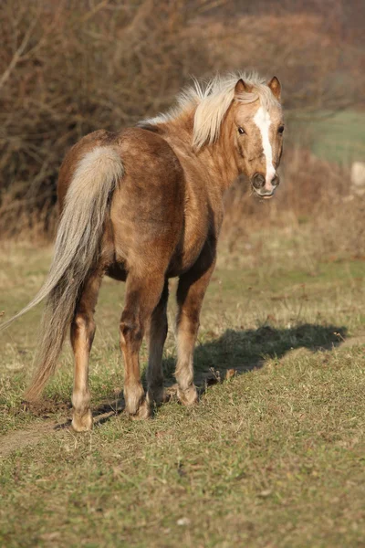 Adorable pony in autumn — Stock Photo, Image