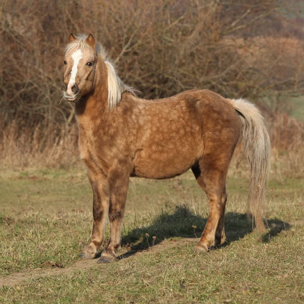 Roztomilý pony na podzim — Stock fotografie